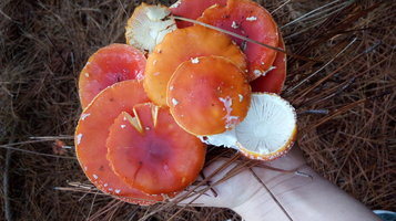 20160619_170133[1].jpg