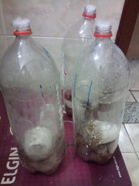 Terrários todos com polyfill.jpg