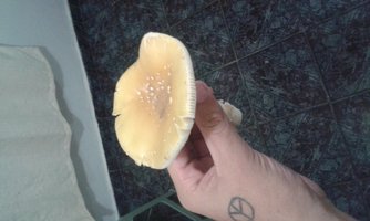 IMG-20160623-WA0039.jpeg