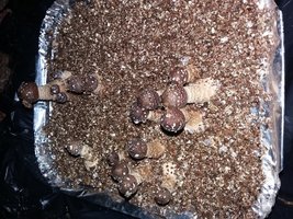 20160622_060941.jpg
