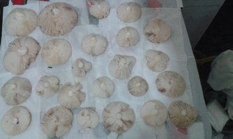IMG-20160623-WA0062.jpeg