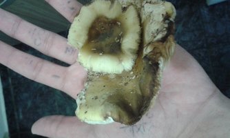 IMG-20160625-WA0036.jpeg