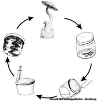 mushrooms_article10_3.jpg