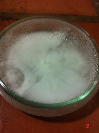 IMG_4467.JPG