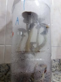 Terrário A pré-colheita.jpg