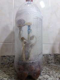 Terrário B pré-colheita.jpg