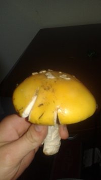 amanita7.jpg