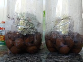 Contaminações - Terrários 2 e B.jpg