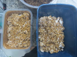 Bulk2.JPG