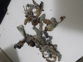 20160712_180603.jpg