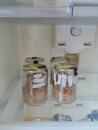 03 - inoculação - potes inoculados 2.jpg