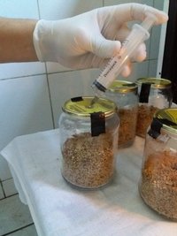 02 - inoculação - angulando a seringa 1.jpg