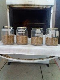 03 - inoculação - potes inoculados 1.jpg