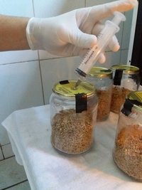02 - inoculação - angulando a seringa 3.jpg