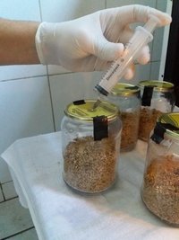 02 - inoculação - angulando a seringa 2.jpg