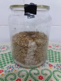 04 - inicio da colonização pote 1.jpg