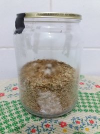 04 - inicio da colonização pote 4.jpg