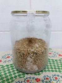 04 - inicio da colonização pote 3.jpg
