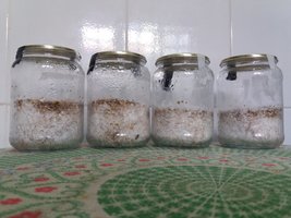 05 - fim da colonização Ba.jpg