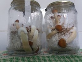 01 - potes sem escurecimento - frutificados.jpg