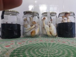 02 - todos os potes.jpg