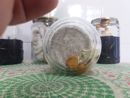 02a - detalhe de um fruto pra baixo já danificando.jpg