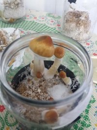 05a - pote 2.jpg