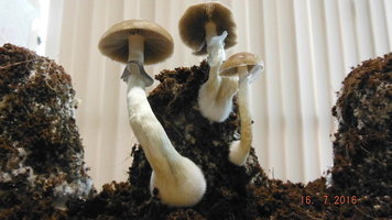 DSCF2567.JPG