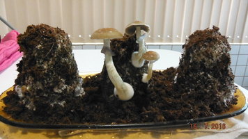 DSCF2568.JPG