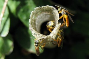 Abelha-jatai.jpg