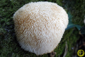 Hericium_erinaceus_jmm_101027.jpg