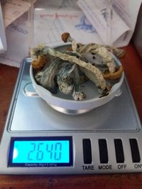 peso seco primeira colheita.jpg