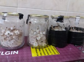 andamento segundo flush.jpg