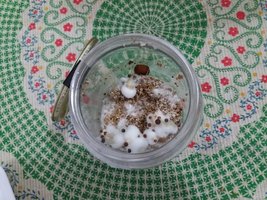 in vitro 1 pré colheita.jpg