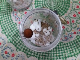 in vitro 4 pré colheita.jpg