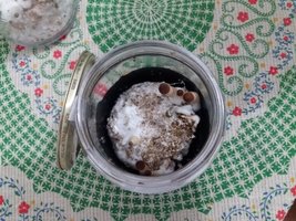 in vitro 3 pré colheita.jpg