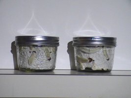 mycro tek frutificação 1.jpg