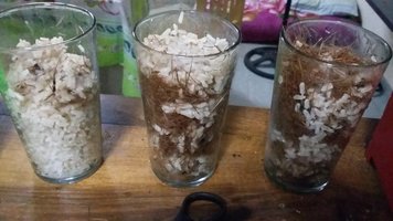 Segundo cultivo de MDK