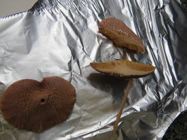 pileo.JPG