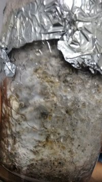 IMG_20160729_043739185.jpg