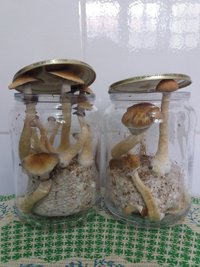 potes antes da colheita 2.jpg