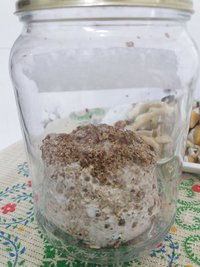 pote 1 após colheita.jpg