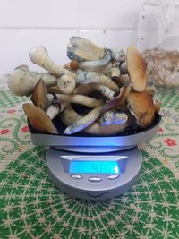 pesagem da colheita de hoje de 48 gramas.jpg