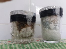 00 - copos 2 e 4 contaminados.jpg