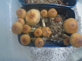 Pote1.JPG