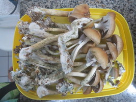 Colheita1.JPG
