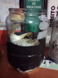 antes de colher 1.jpg