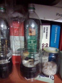 antes de colher 2.jpg