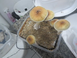 Bandeja2Aerea.JPG