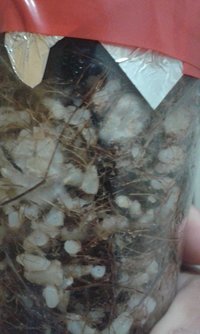 IMG-20160807-WA0021.jpeg